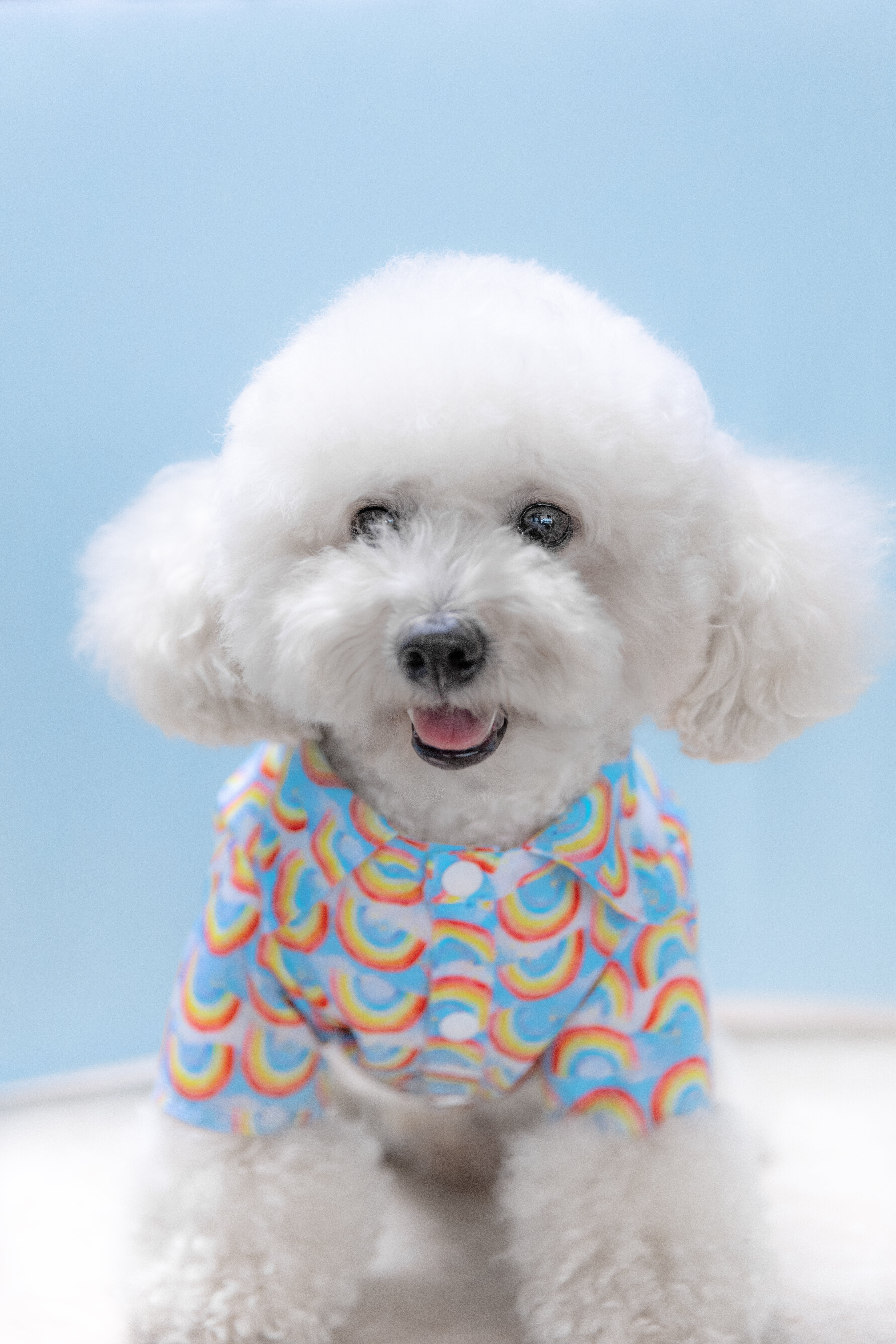 Bespoke Tails Unveils Vibrant "Pride Collection" Celebrating Love Without Condition with LGBTQ+ Dogs