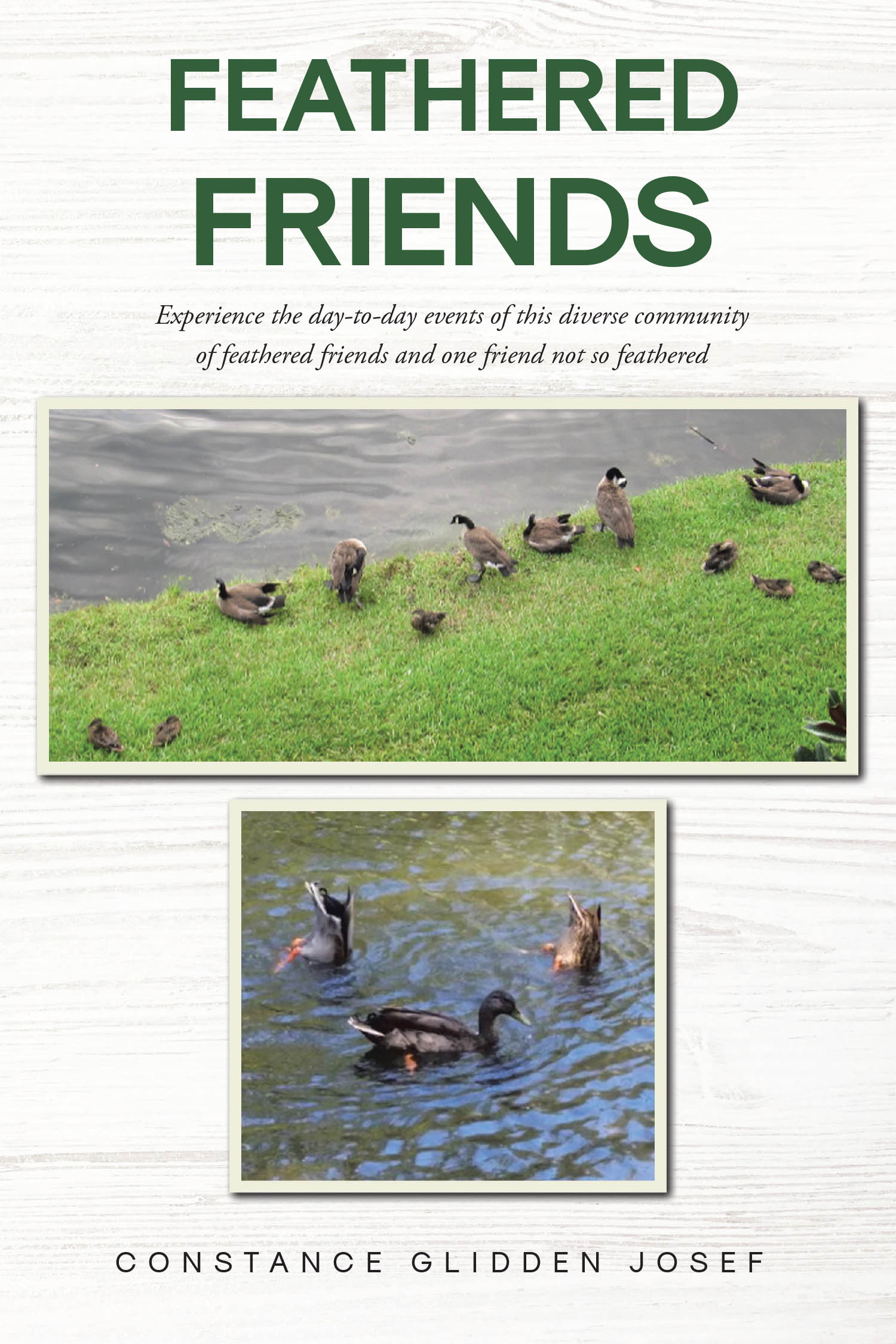 Constance Glidden Josef’s Newly Released “Feathered Friends” is a Heartwarming Tale of Nature, Community, and Friendship