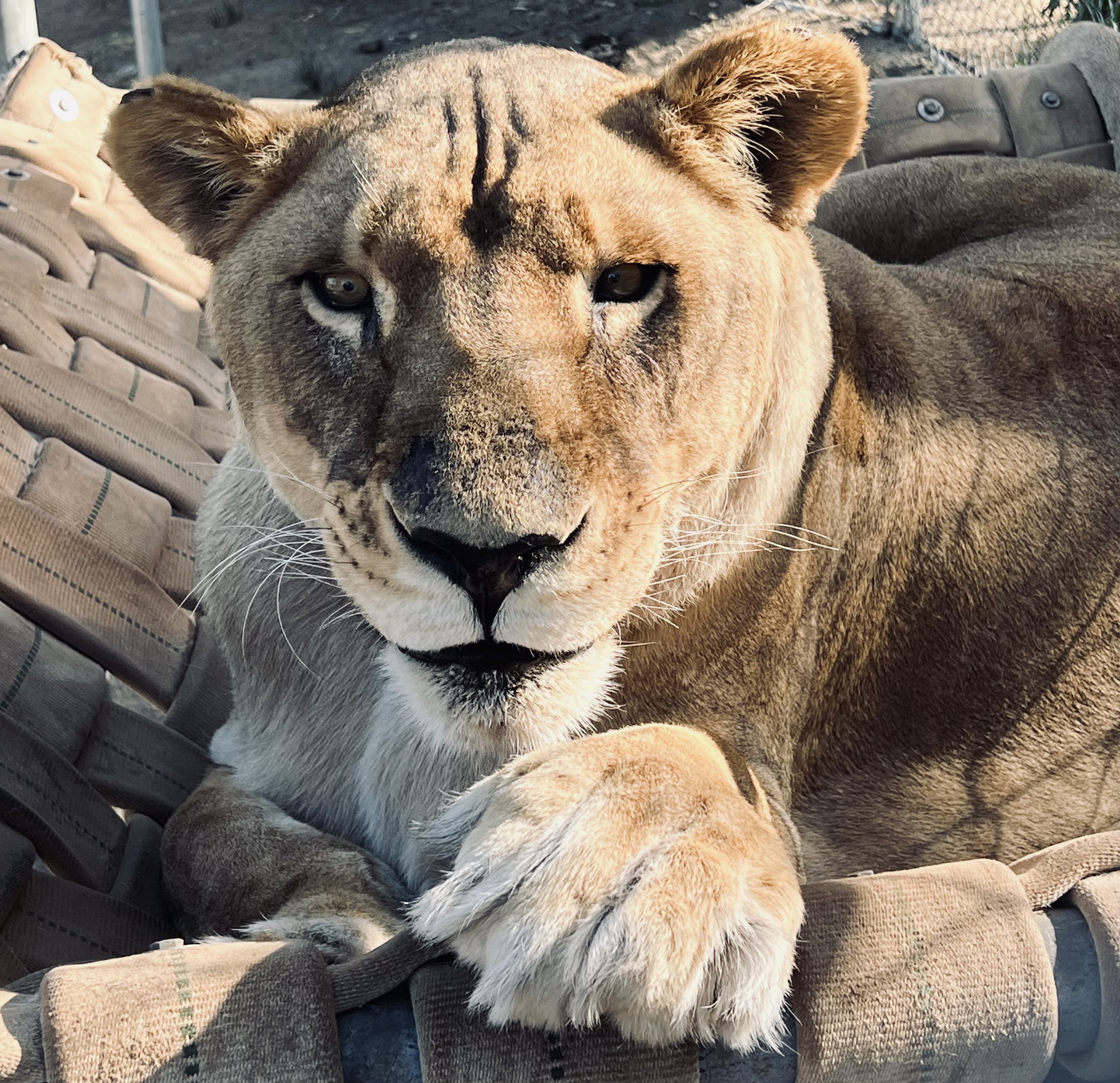 Lions Tigers & Bears Mourns the Loss of Beloved Lioness Suri