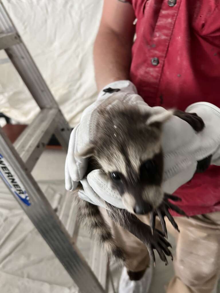 Expert Pest Control Service in Spring, TX, Now Offering Comprehensive Wildlife Exclusion Services in the Greater Houston Area
