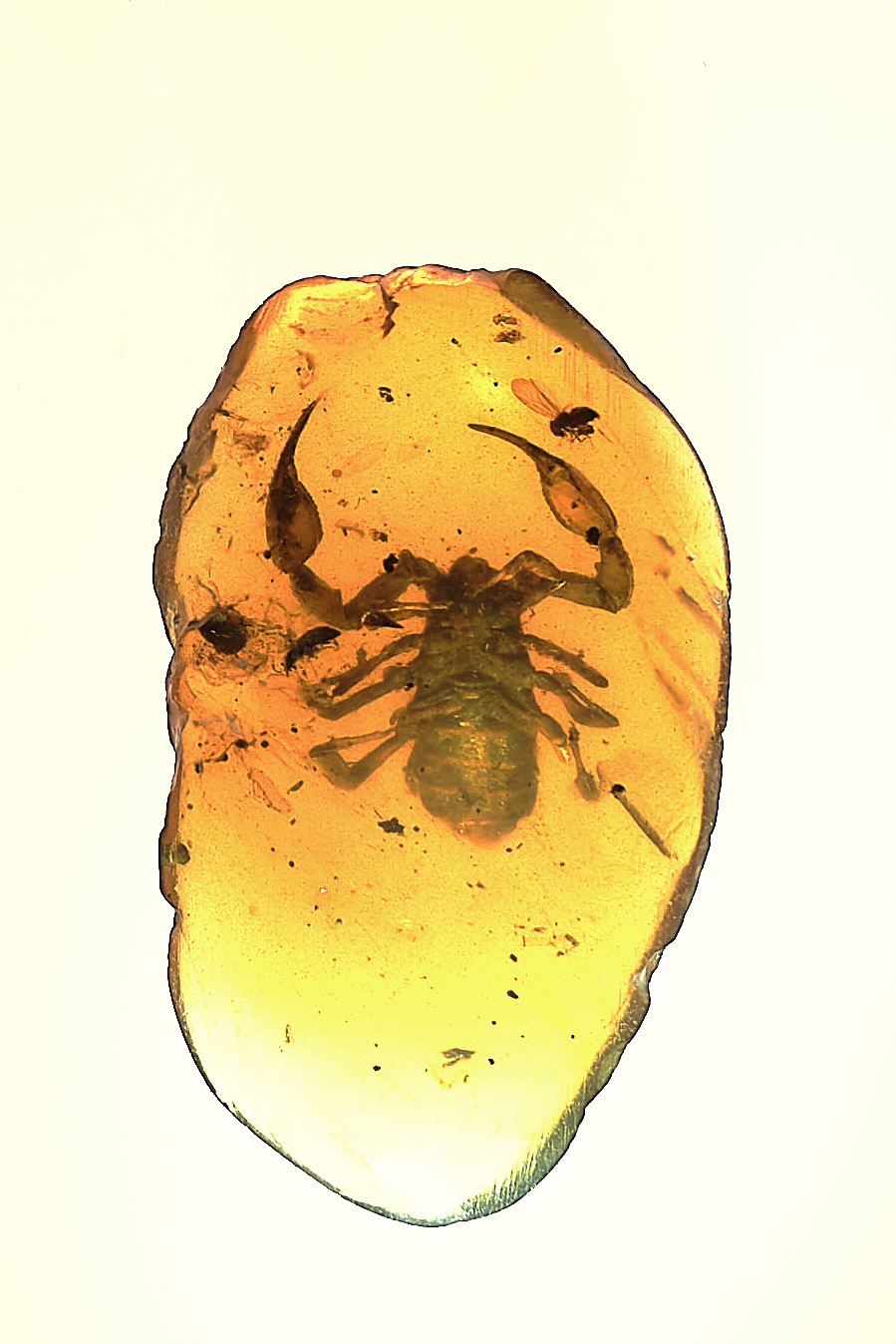 Prehistoric "Transformer Scorpion" Discovered - CT Scan Provided by Advanced Amber