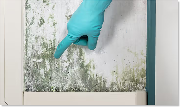 Rainbow Restoration Discovers Mold Beneath Floors and Inside Homes in Eastern Idaho