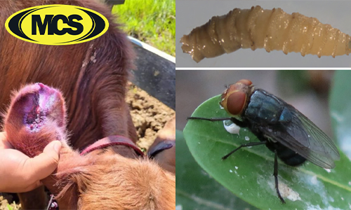MCS Austin is Prepared to Provide Strategic Support for Screw Worm Fly Control and Prevention in Texas