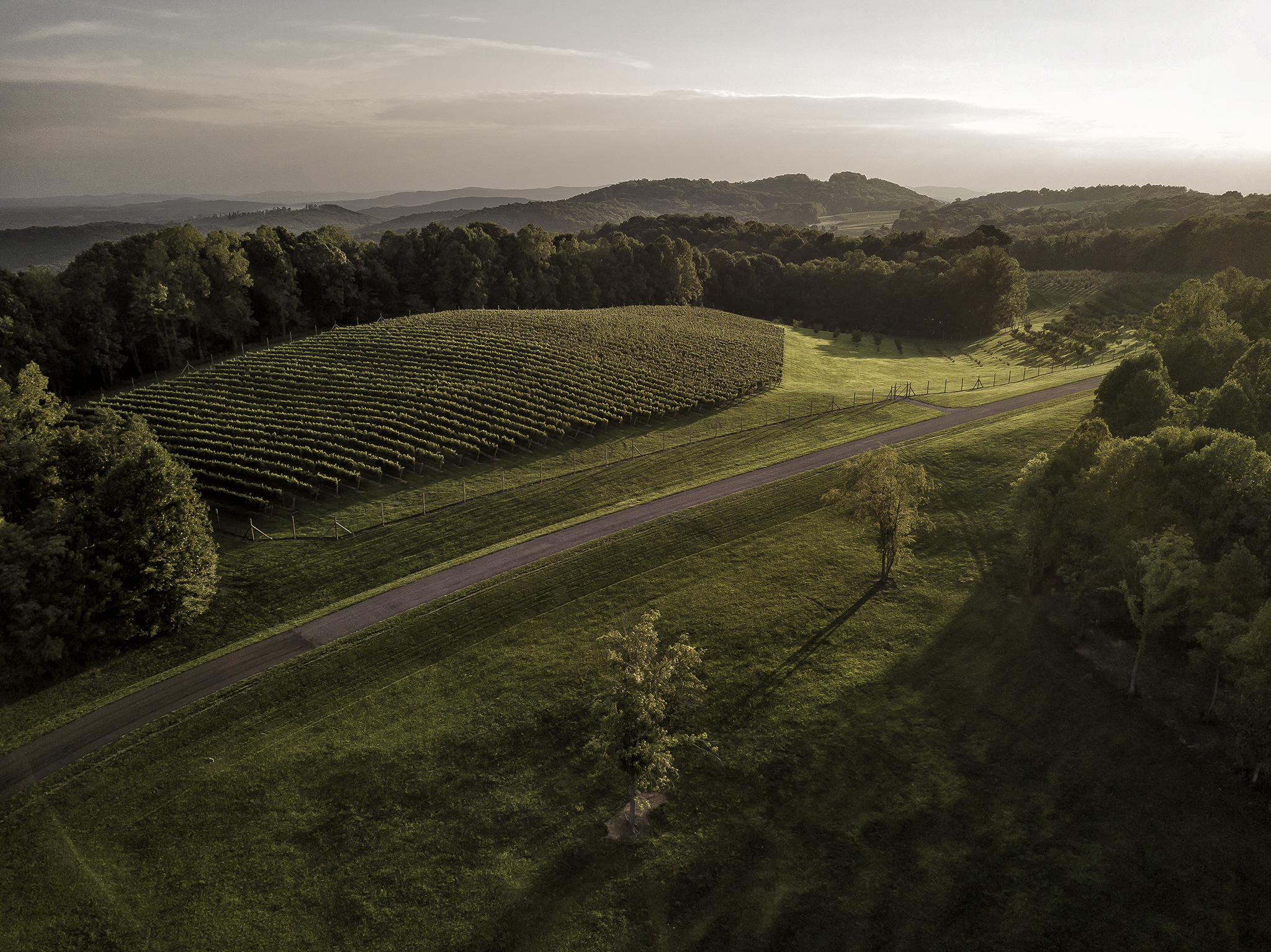 Dynamis Estate Wines Named a 2025 Wine Enthusiast Wine Star Award Nominee for American Winery of the Year