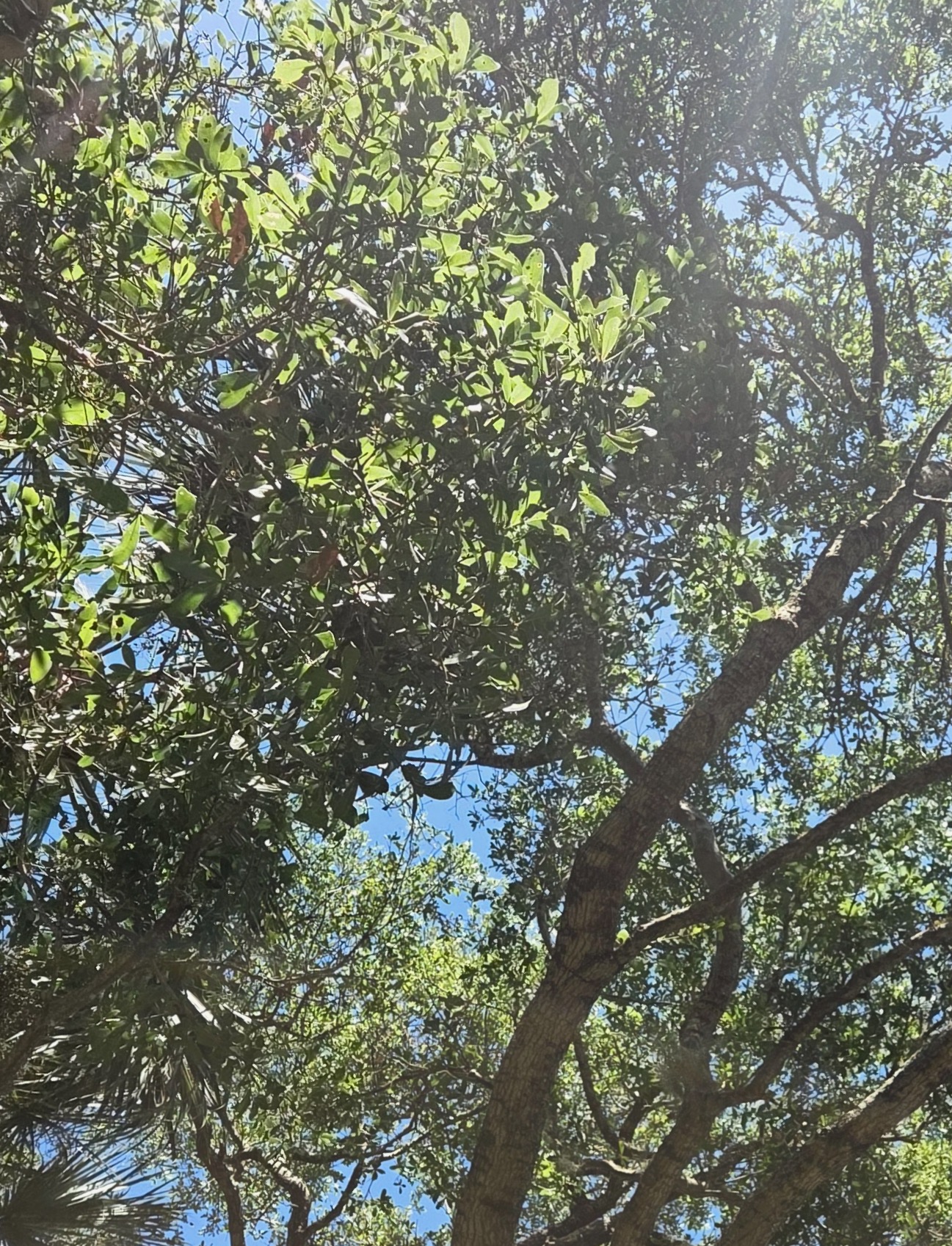 Society for Earth Law to Launch at Climate Week NYC Coalition Challenges Traditional Law with Earth-Centered Approach