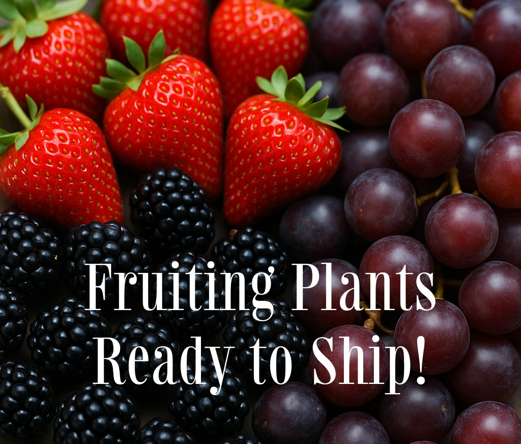 GreenwoodNursery.com Unveils Premium Fruit Collection: Rare Strawberry Varieties, Robust Berries, and Muscadine Vines Ready to Plant Now