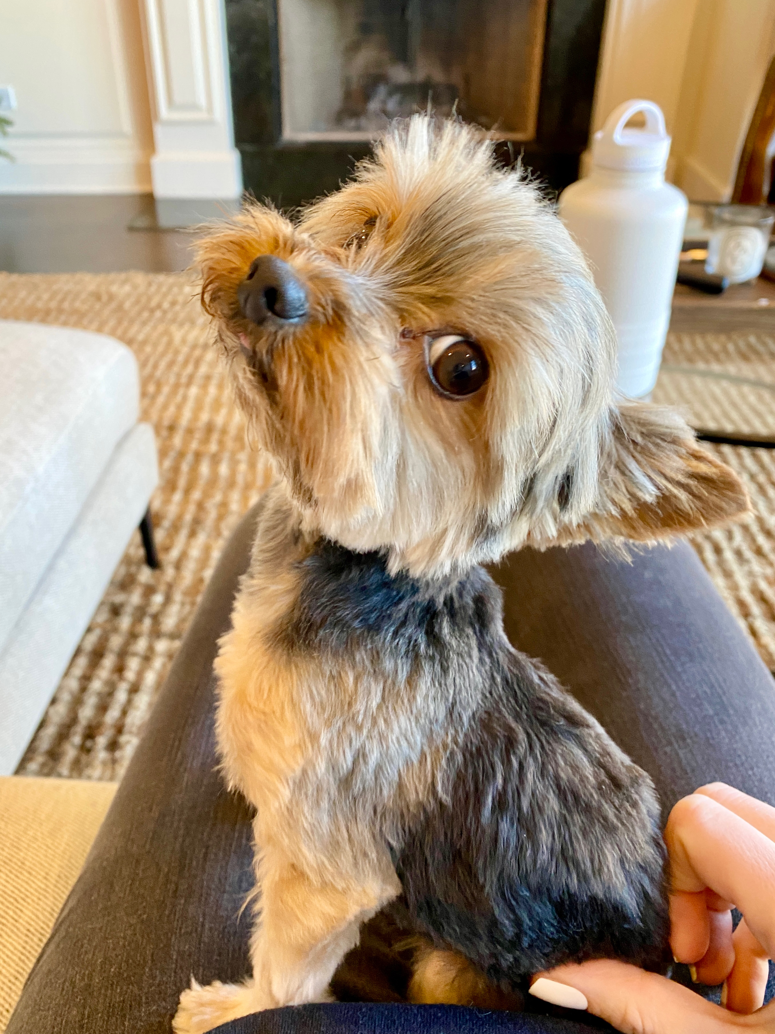 Meet Sammy in the City: The Tiny Yorkie Bringing Big Smiles