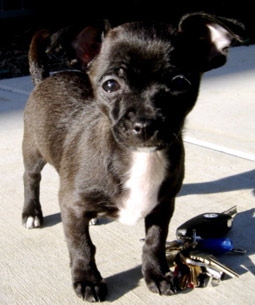 Sophia, the Puppy in