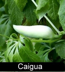Caigua Image