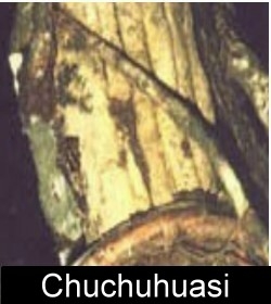 Chuchuhuasi Image