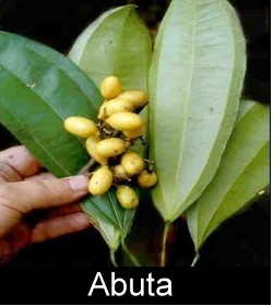 Abuta Image