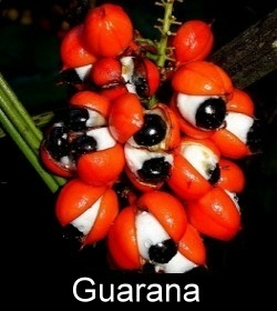 Guarana Image