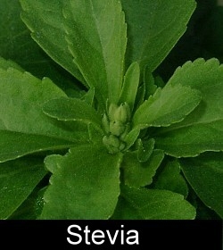 Stevia Image
