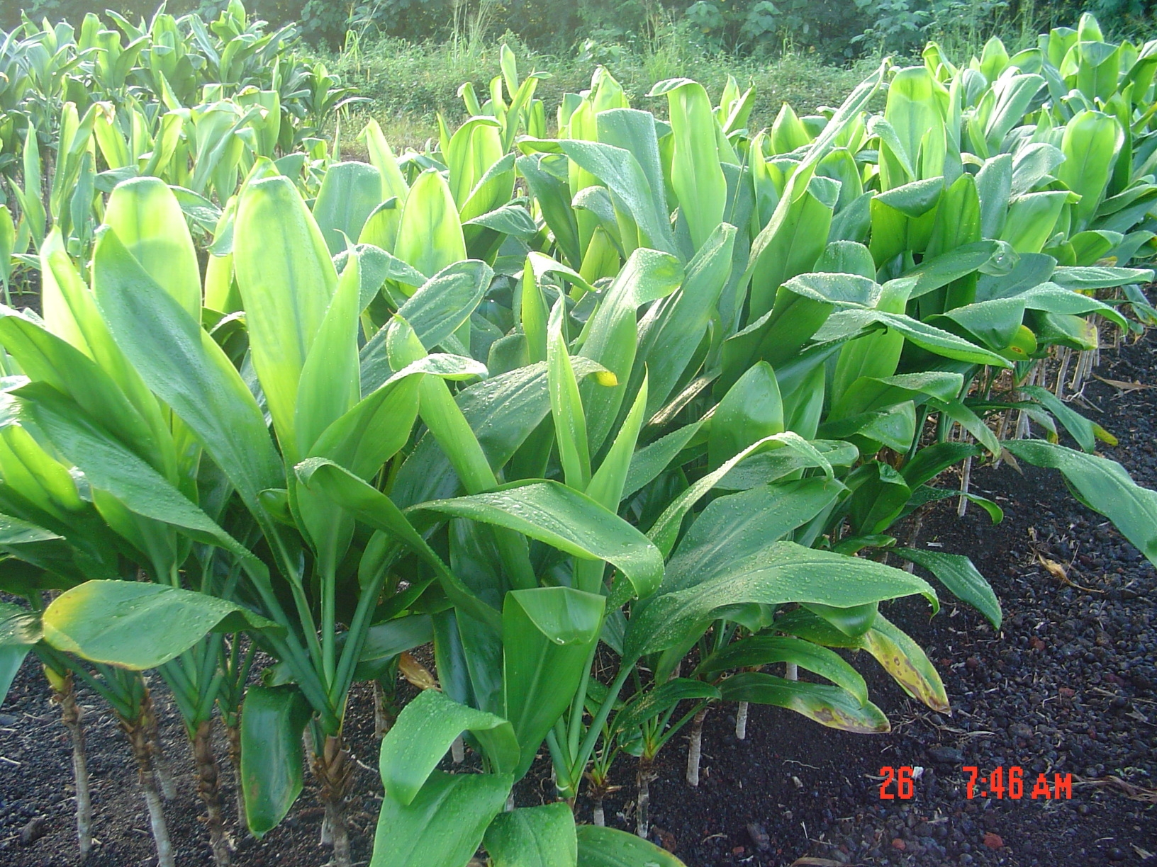 Ti plants grown at PKF, Inc. Image
