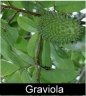 Graviola Image