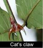 Cat's claw Image