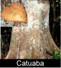 Catuaba Image