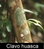 Clavo huasca Image