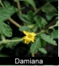 Damiana Image
