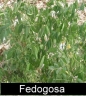 Fedogosa Image
