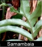 Samambaia Image