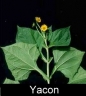 Yacon Image
