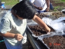 Planting seeds at PKF, Inc. Image