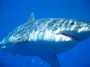Isla Guadalupe Great White Shark Encounters Image