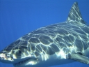 Great White Shark-Isla Guadalupe Image