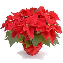 Poinsettias - Fact and Fiction Surrounding the Christmas Flower