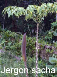 New Jergon Sacha Herbal Supplement from Amazon Botanicals