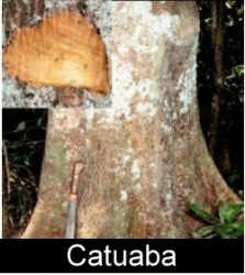 New Catuaba herbal supplement from Amazon Botanicals