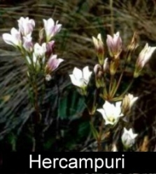 New Hercampuri Herbal Supplement from Amazon Botanicals