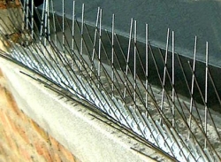 Effective Stainless Spikes Needle Strips to Rid Pest Birds