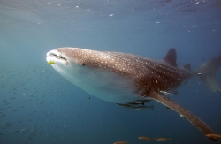 Wave Foundation Supports SRI’s Operation Whale Shark