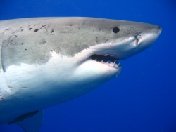Scuba Travel - Explosive Growth - California Great White Sharks