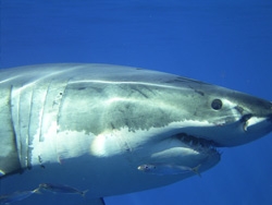 Mexico Passes Shark Finning Ban, New Protections for Great White, Whale and Basking Sharks, Manta Rays