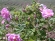 100% Pure, Natural Bulgarian Rose Water