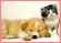 Flint River Ranch All Natural Pet Food