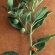 Herbal Extracts