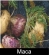 Maca herb