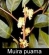 Muira pauma herb