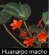 Huanarpo macho