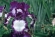 Tall Bearded Iris Images
