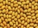 Soybean Extract