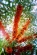 Hippophae Rhamnoides (Seaberry) P.E.