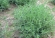Rosemary Extract