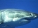 Great White shark diving