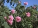 100% Pure and Natural Bulgarian Rose Water