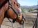 Horse Rescue